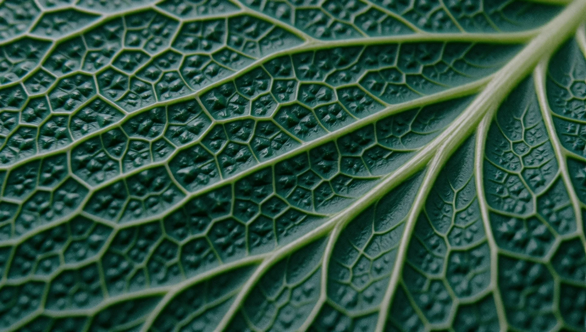 Biological geometry visualization